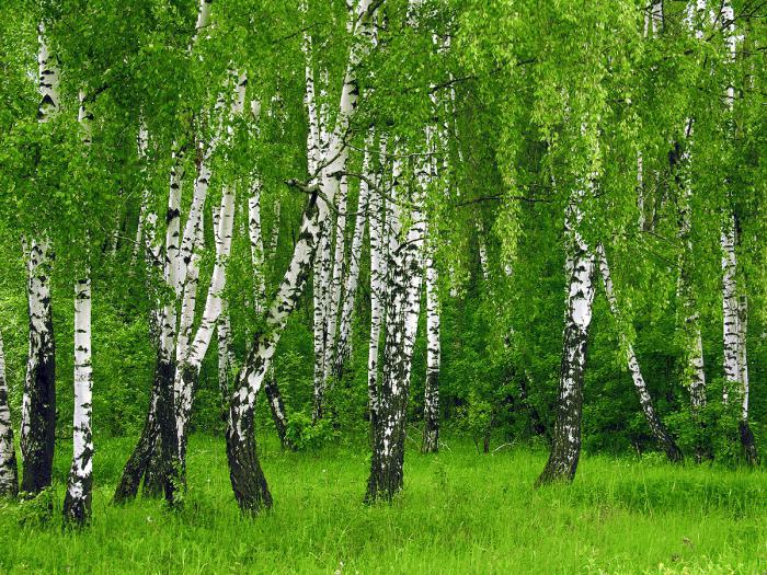 Kolik let žije stromy dubu a břízy?